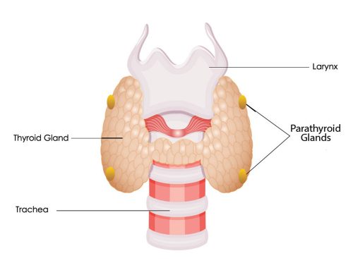 Parathyroid Problems